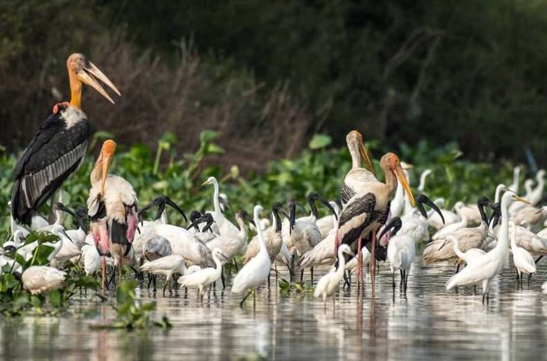 The Prek Toal Bird Sanctuary