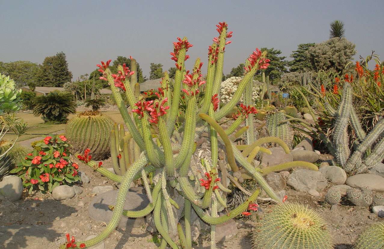 Chandigarh's Cactus Garden
