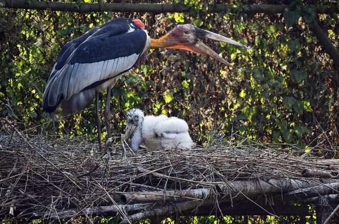 Prek Toal Bird Sanctuary