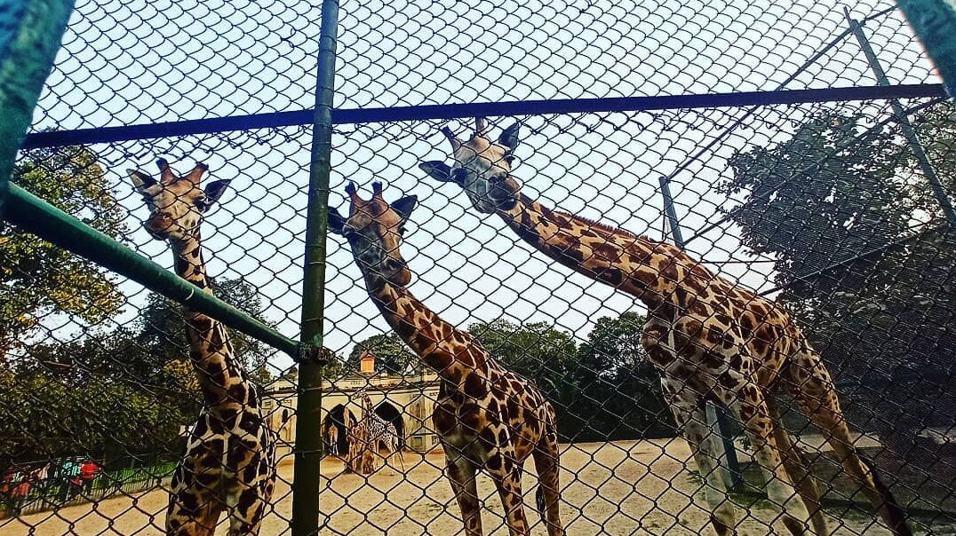 Kolkata Alipore Zoo