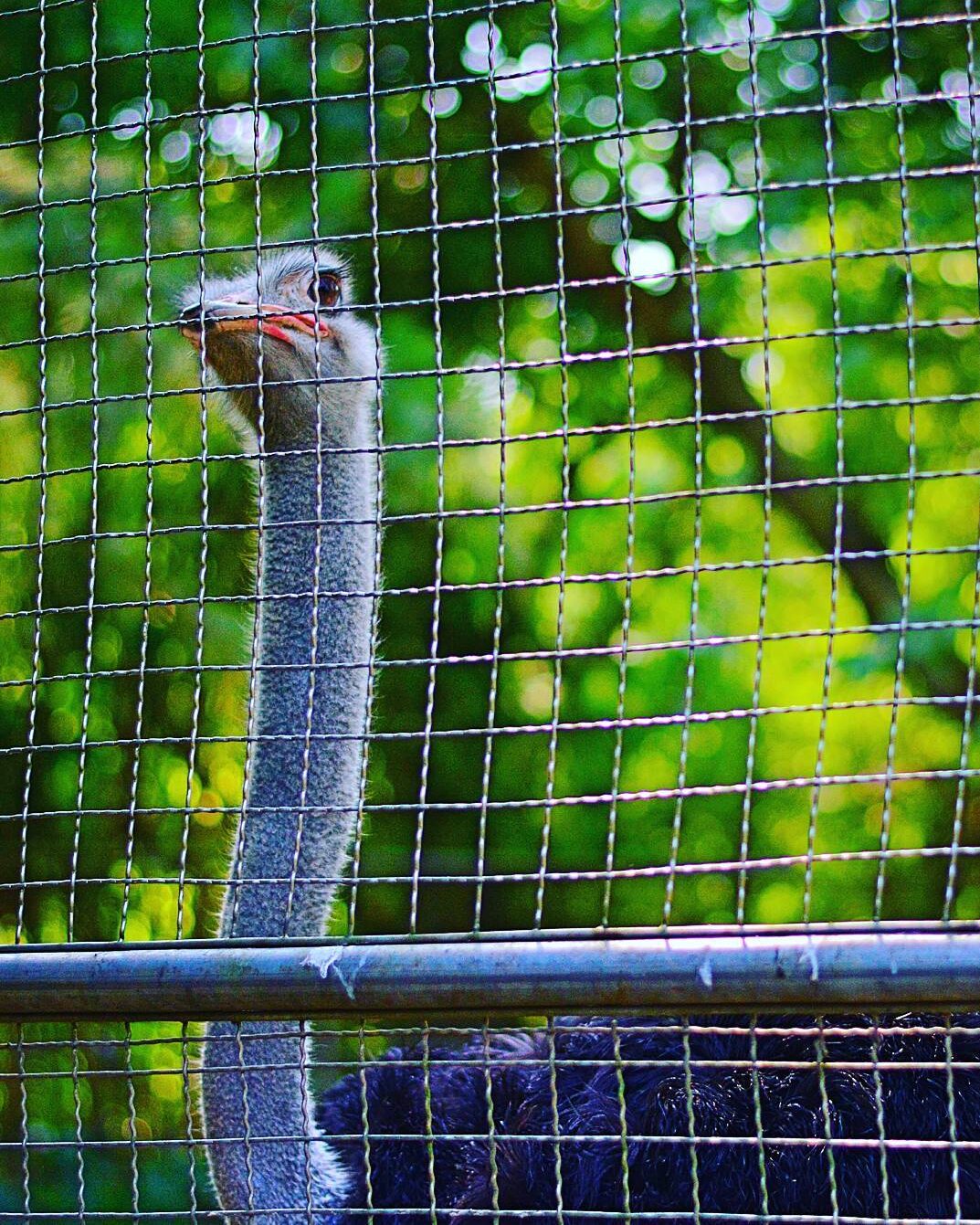 Kolkata Alipore Zoo