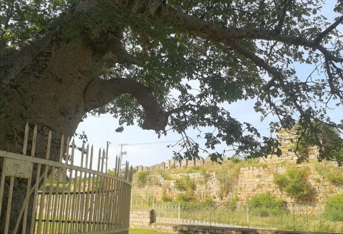  Hatiyan Jhad Baobab Tree