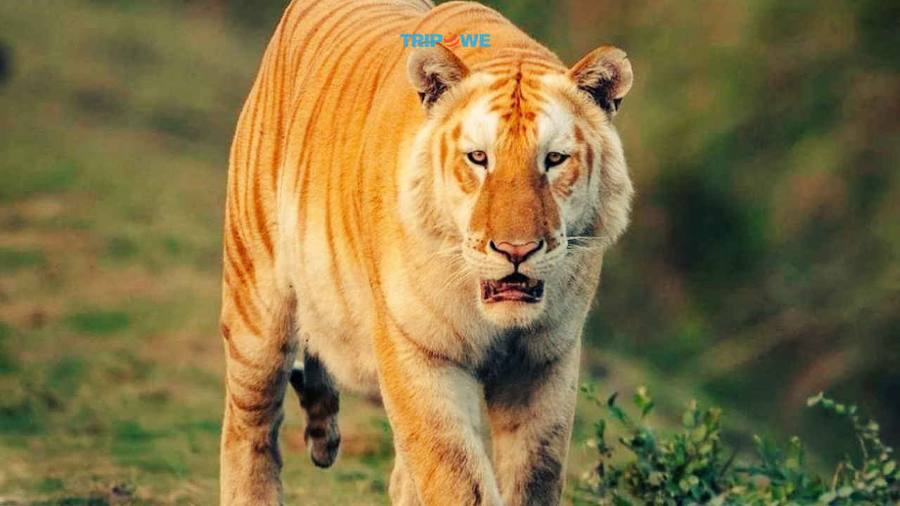 Rare Golden Tiger Spotted in Kaziranga National Park Assam