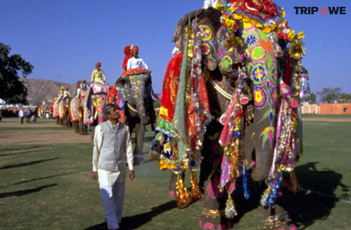 jaipur elephant festival 2024 tripowe.com