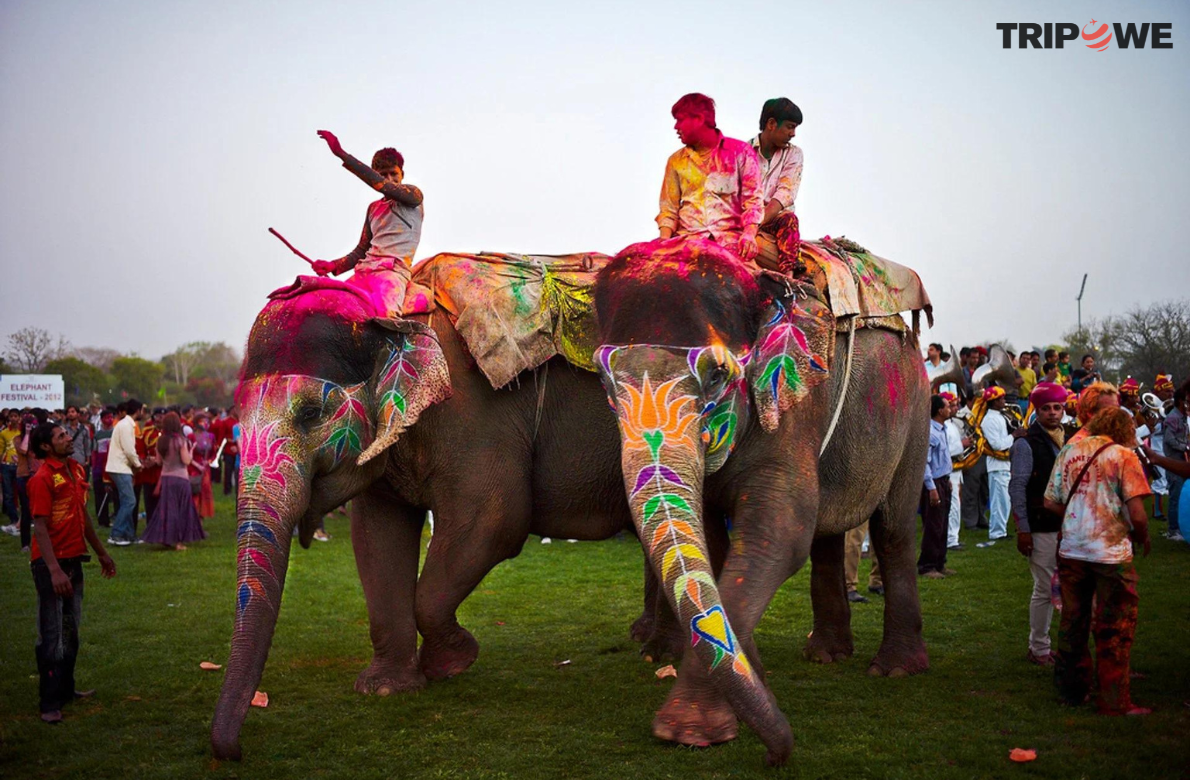 Jaipur Elephant Festival 2024 tripowe.com