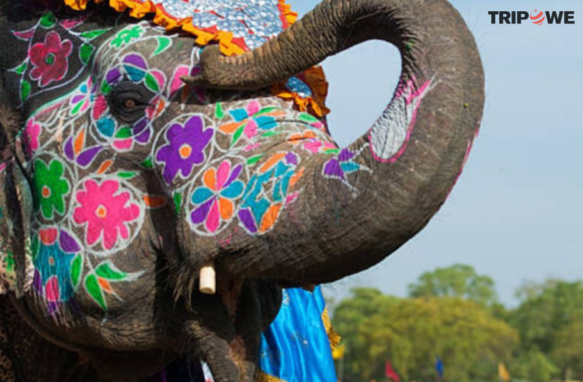 Jaipur Elephant Festival tripowe.com