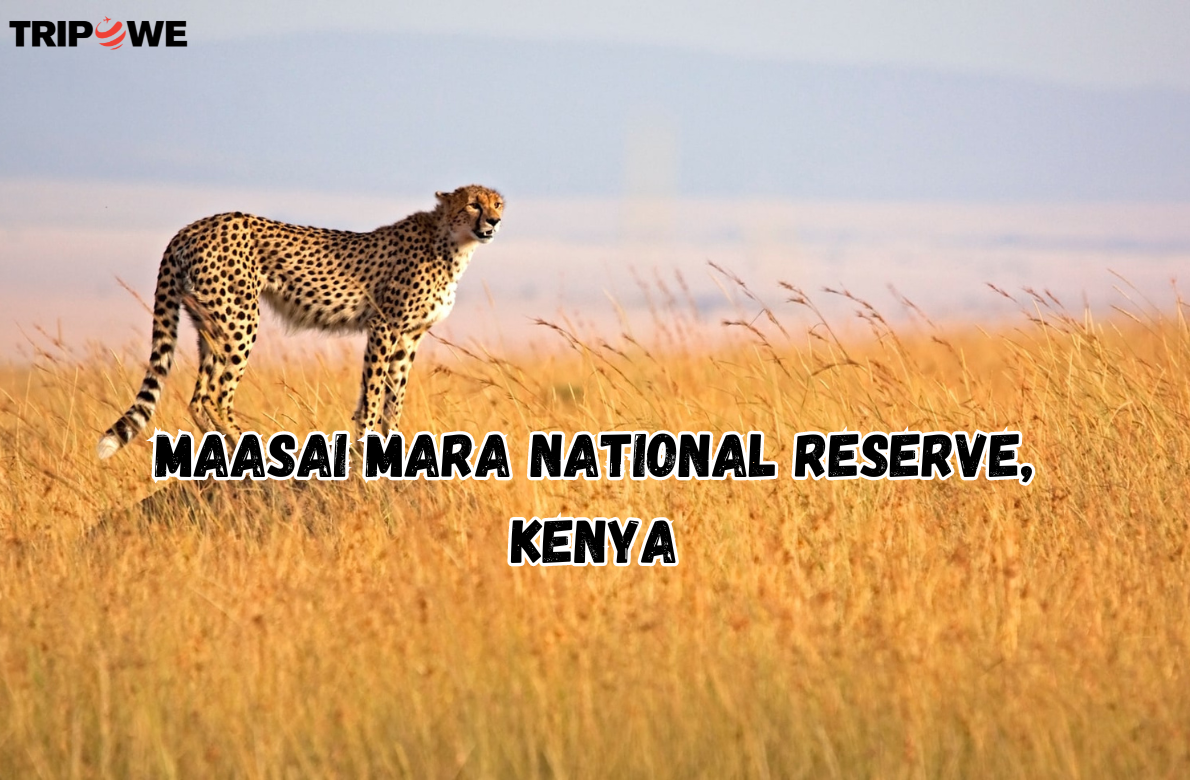 Maasai Mara National Reserve, Kenya tripowe.com