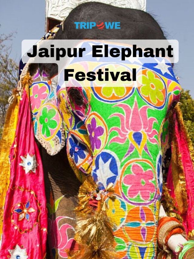 Jaipur Elephant Festival 2024 Celebration