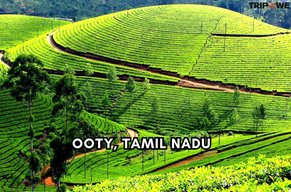 Ooty, Tamil Nadu tripowe.com