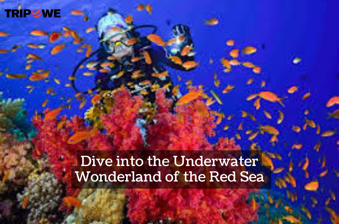 Dive into the Underwater Wonderland tripowe.com