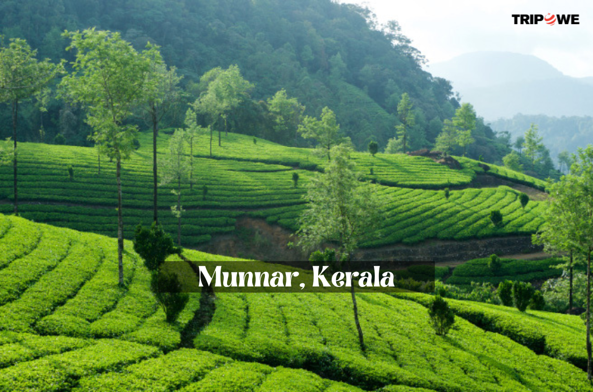 Munnar, Kerala tripowe.com