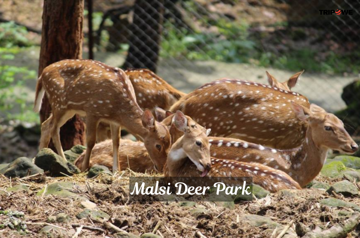 Malsi Deer Park tripowe.com