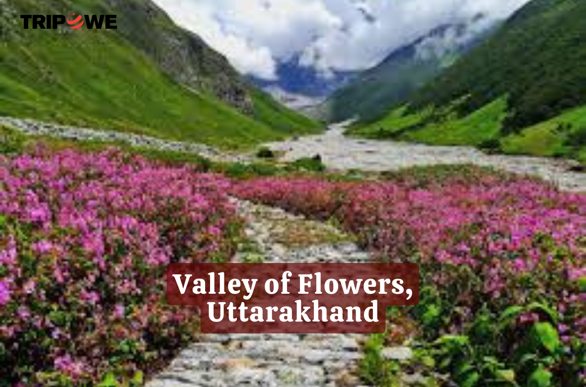 Valley of Flowers, Uttarakhand tripowe.com