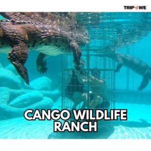 Cango Wildlife Ranch