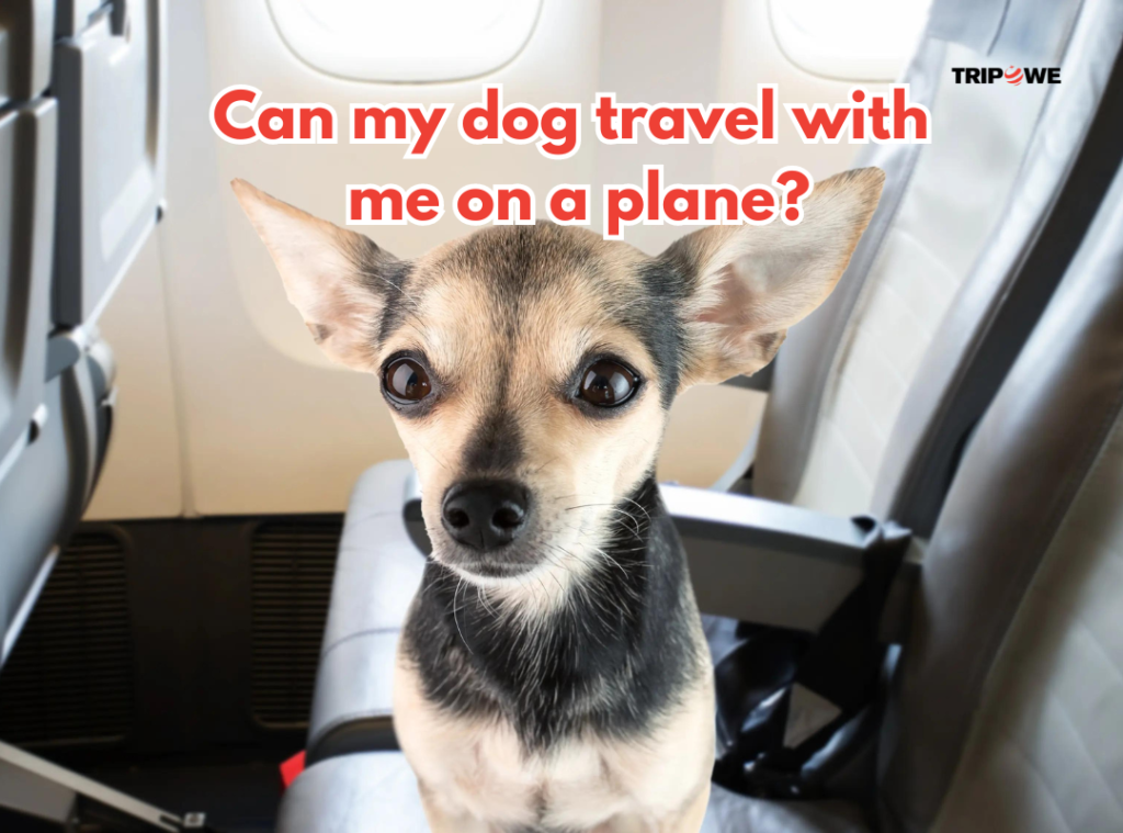 Can my dog travel with me on a plane?