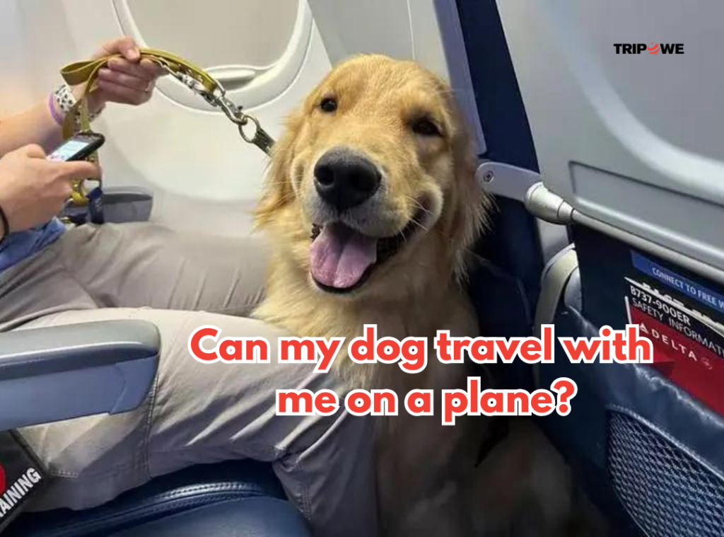 Can my dog travel with me on a plane?