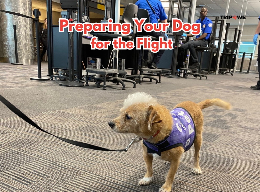 Can my dog travel with me on a plane?