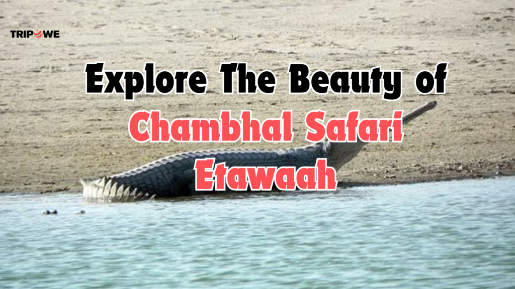 Explore The Beauty of Chambhal Safari Etawaah Tripowe.com