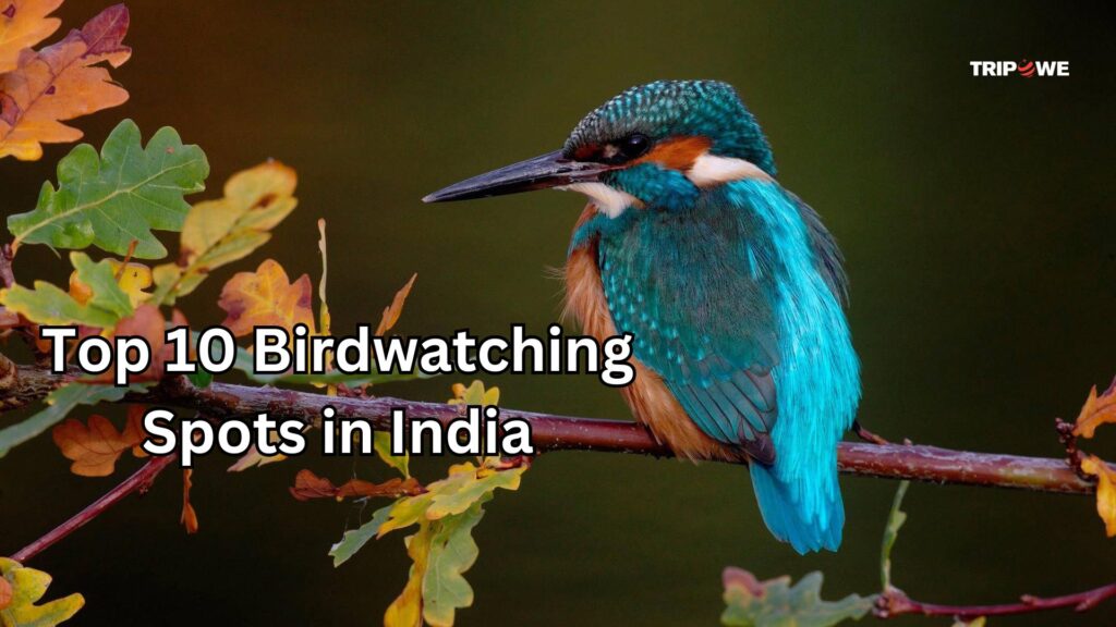 Top 10 Birdwatching Spots in India