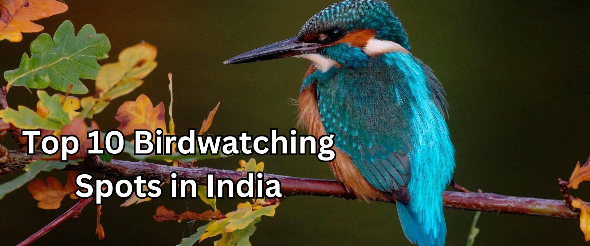 Top 10 Birdwatching Spots in India