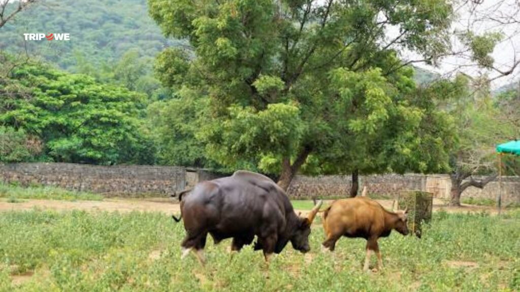 Arignar Anna Zoological Park