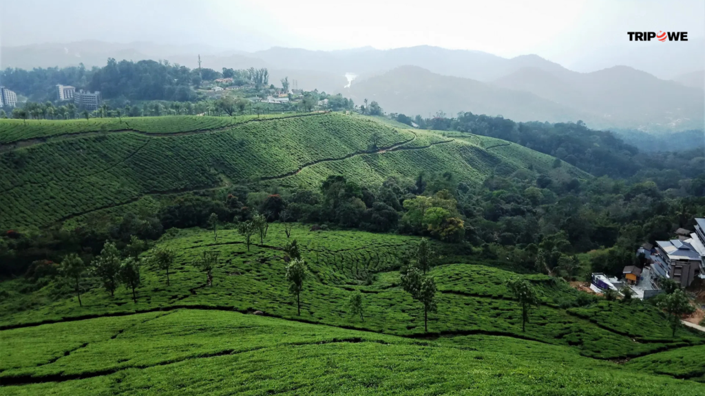 Things to Do in Kerala