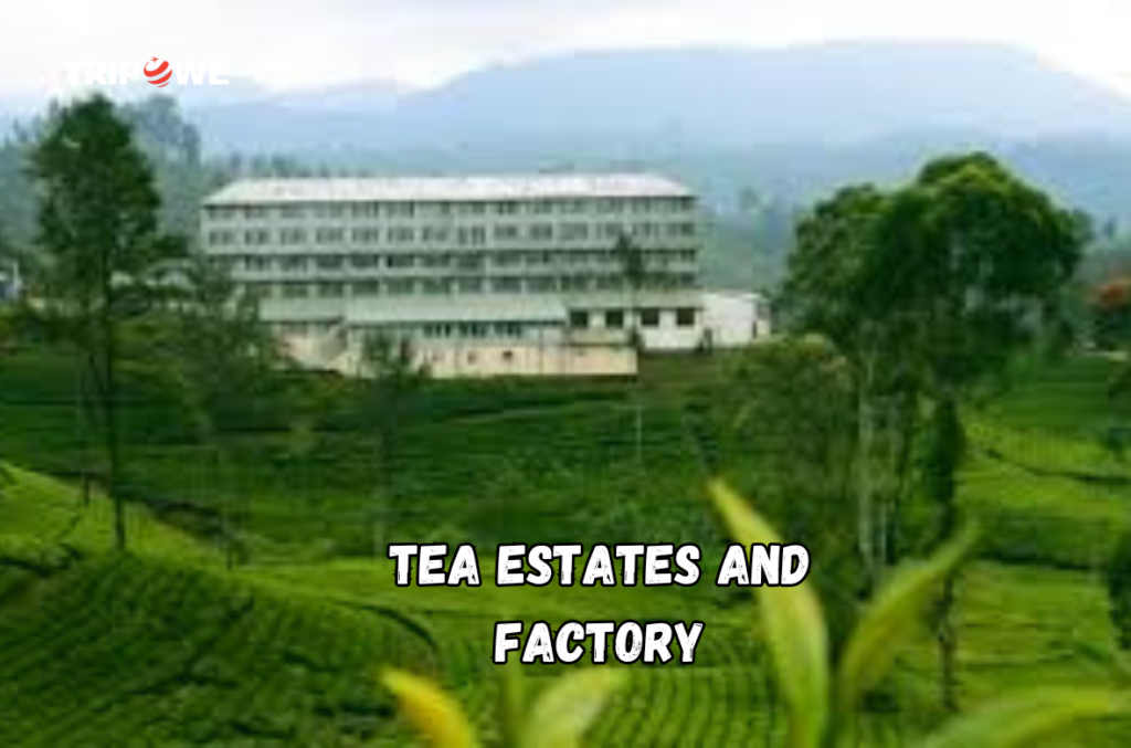 Tea Estates and Factory tripowe.com