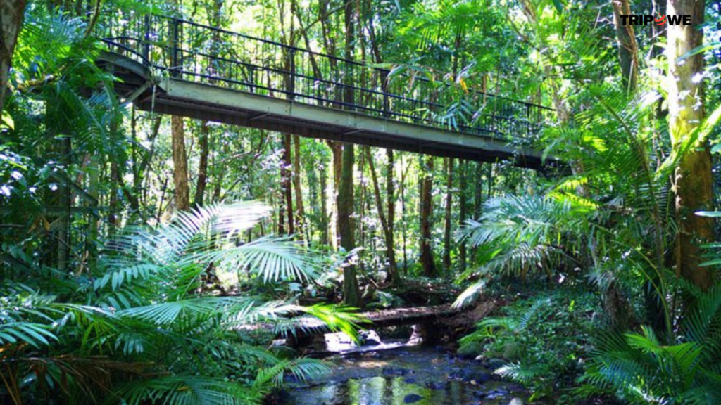 Top Things to Do in Cairns