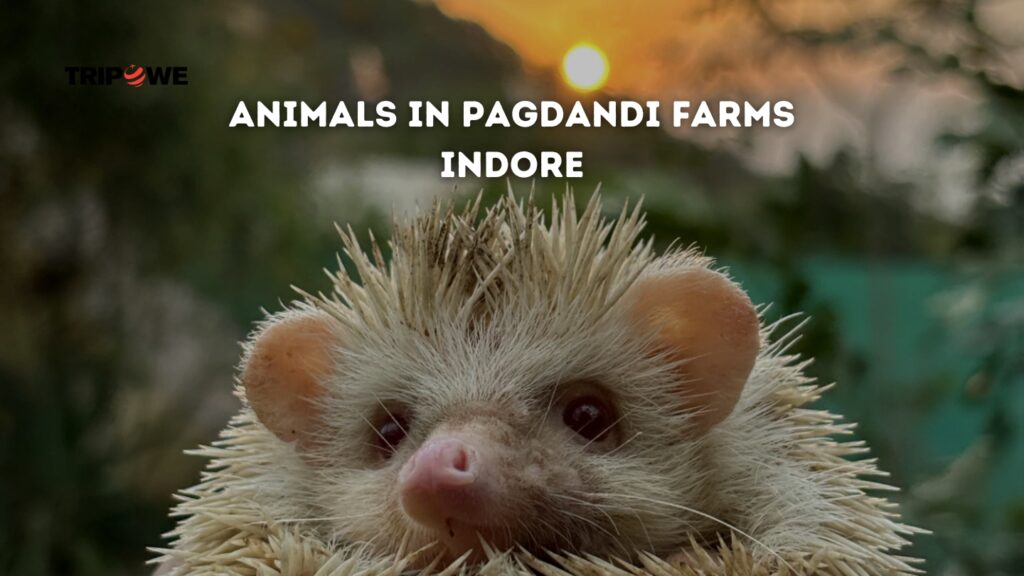 Pagdandi Farms Indore tripowe.com