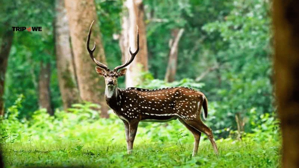 Ralamandal Wildlife Sanctuary and distance from Indore-Tripowe.com