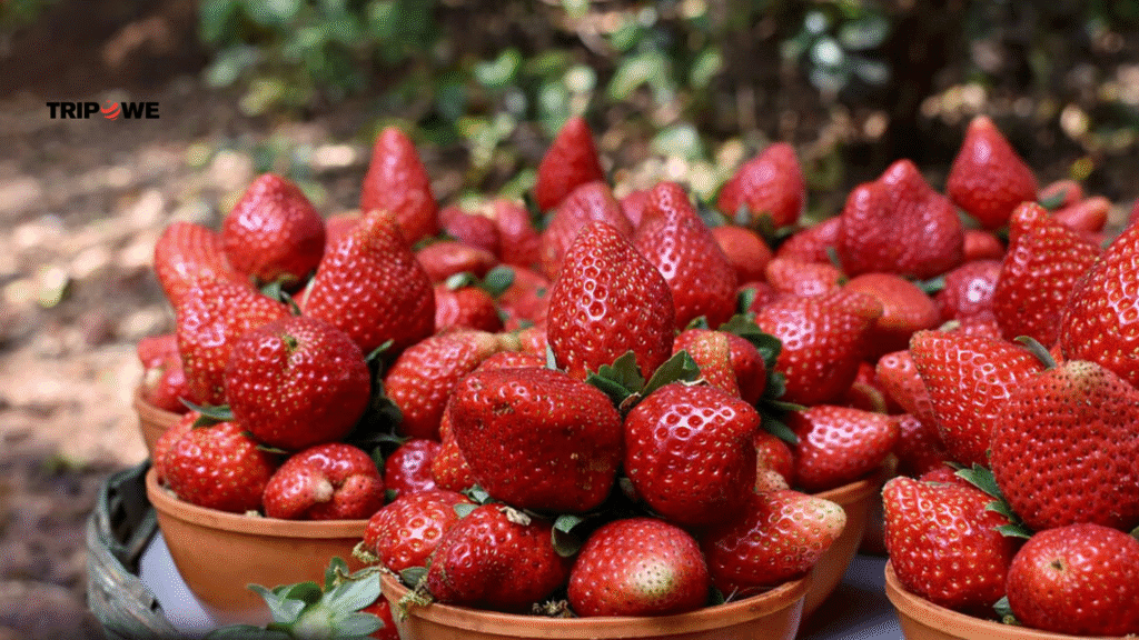 Best Places To Visit in Mahabaleshwar for 3 day -Tripowe.com