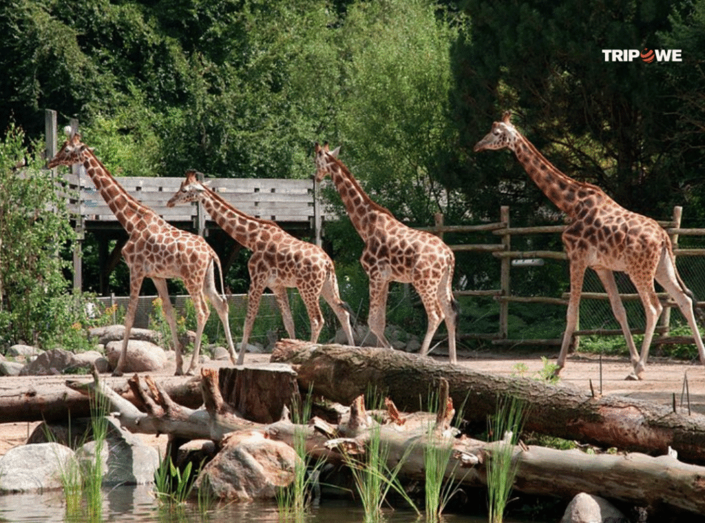 Best things to do in netherlands 2025