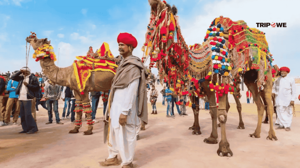 Pushkar Camel Fair 2025-Tripowe.com