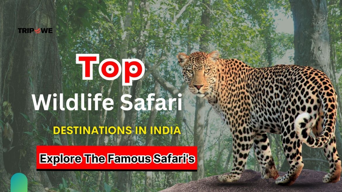  Top Wildlife Safari Destinations in India -Tripowe.com