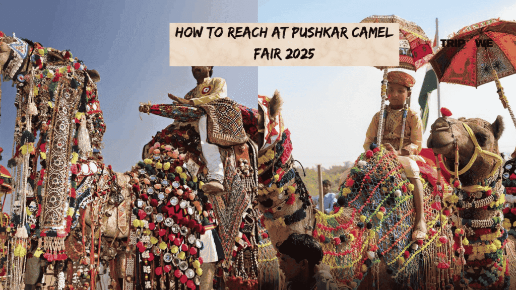 Pushkar Camel Fair 2025-Tripowe.com