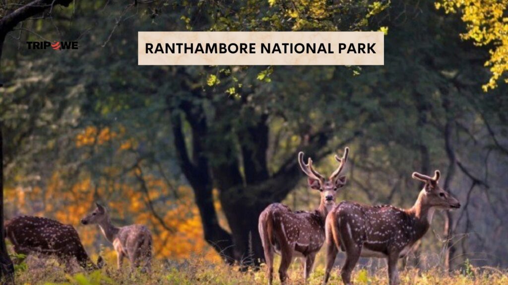  Top Wildlife Safari Destinations in India -Tripowe.com