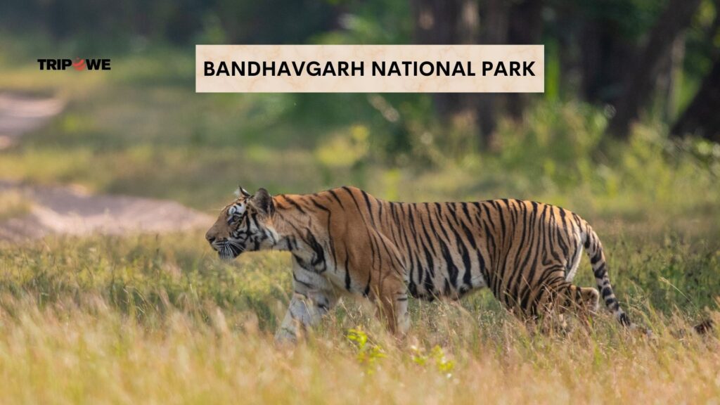  Top Wildlife Safari Destinations in India -Tripowe.com